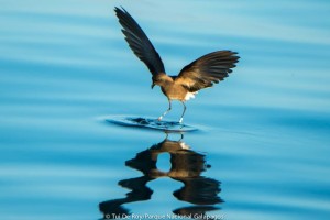 TurtleCoveSCruz_TDR_28Apr15_6471